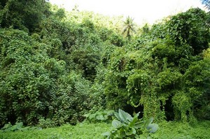 Invasive plants 3 Invasive plants 3